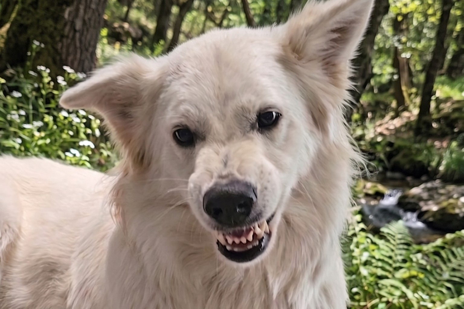 Gromt je hond? Goedzo!